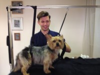 Specialist Dog Grooming